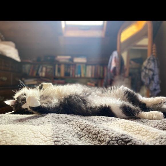 Meet Your Posher: Colleen ✨ - Picture 3 of 5